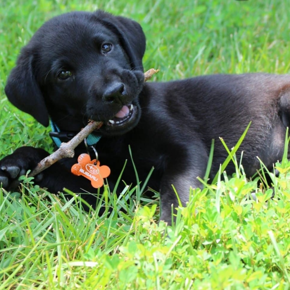 Meet your Posher, Will